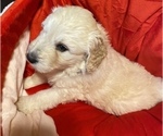 Small Photo #9 Pyredoodle Puppy For Sale in MOORESVILLE, NC, USA