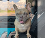 Small Photo #1 French Bulldog Puppy For Sale in SPRING BRANCH, TX, USA
