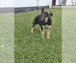 Small #12 German Shepherd Dog