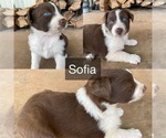 Puppy Sofia Australian Shepherd