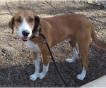 Small #10 Retriever  Mix
