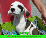Small Photo #4 American Bulldog-Unknown Mix Puppy For Sale in Milton, FL, USA