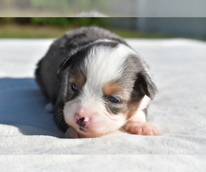 Miniature Australian Shepherd Puppy for sale in PALM COAST, FL, USA