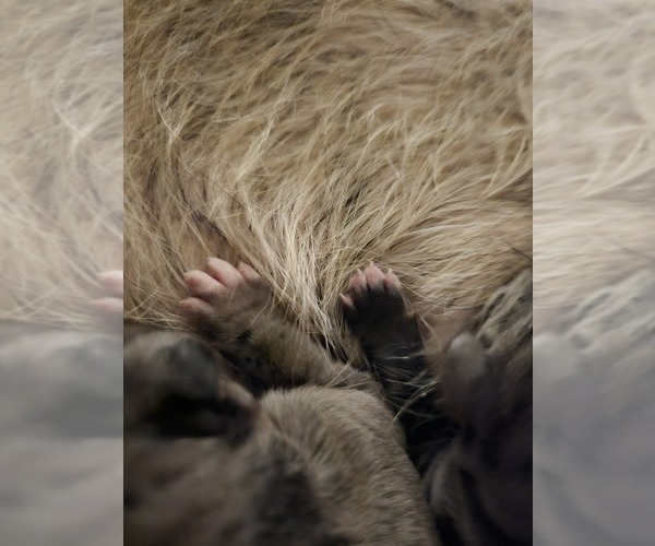 Medium Photo #47 Irish Dane Puppy For Sale in SPRINGFIELD, MO, USA