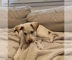 Small #2 Labrador Retriever Mix