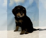Puppy 3 Bernedoodle (Miniature)