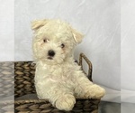 Small Photo #2 Maltese Puppy For Sale in CORNERSVILLE, TN, USA