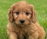 Puppy Puppy 5 Goldendoodle (Miniature)