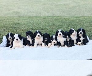 Bernese Mountain Dog-Portuguese Water Dog Mix Litter for sale in TRYON, NC, USA