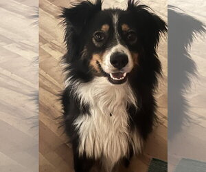 Chevy - Male Australian Shepherd Dog for Adoption - Photo #2