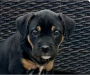 Rottweiler-Unknown Mix Dogs for adoption in San Ramon, CA, USA
