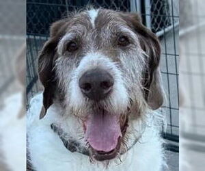 Great Dane-Unknown Mix Dogs for adoption in Canton, CT, USA