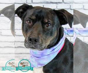 Yasmeen - Female Labrador Retriever-Unknown Mix Dog for Adoption - Photo #4