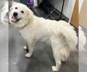 Great Pyrenees Dogs for adoption in Forestville, MD, USA