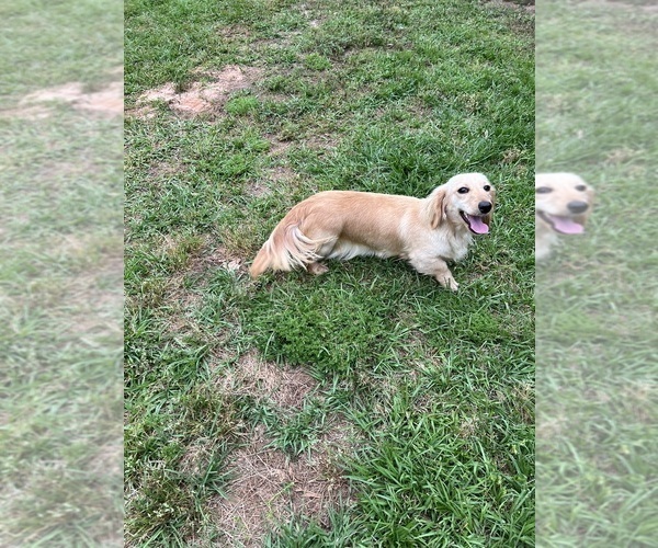Medium Photo #1 Dachshund Puppy For Sale in AMERICUS, GA, USA