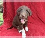 Small Photo #7 Borador Puppy For Sale in MARION, VA, USA