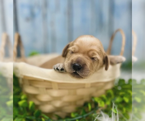 Medium Photo #12 Australian Labradoodle Puppy For Sale in BRUSH PRAIRIE, WA, USA