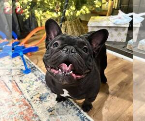 French Bulldog Dogs for adoption in Newfield, NJ, USA