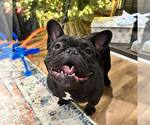 Small French Bulldog
