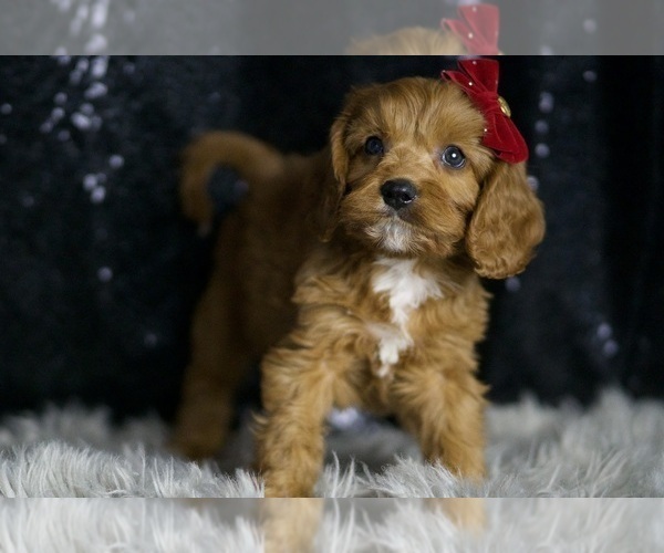 Medium Photo #52 Cavapoo Puppy For Sale in WARSAW, IN, USA