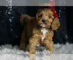 Small Photo #52 Cavapoo Puppy For Sale in WARSAW, IN, USA