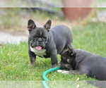 Small #11 French Bulldog