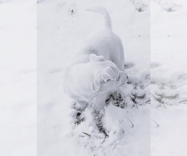 Medium Photo #17 Jack Russell Terrier Puppy For Sale in APPLE GROVE, WV, USA