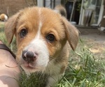 Small Photo #14 Pembroke Welsh Corgi Puppy For Sale in BRYAN, TX, USA