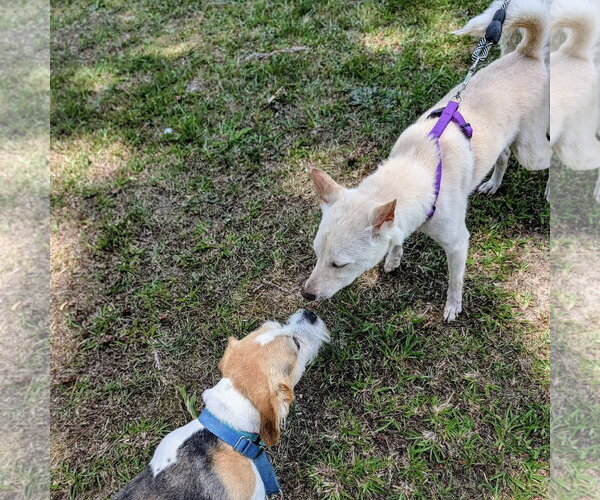 Medium Photo #3 Shiba Inu-Unknown Mix Puppy For Sale in Spring Lake, NC, USA