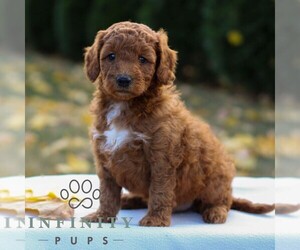 Goldendoodle (Miniature) Puppy for sale in LANCASTER, PA, USA