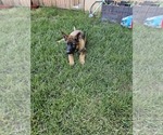 Small Photo #20 German Shepherd Dog Puppy For Sale in MODESTO, CA, USA