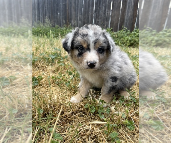 Medium Photo #1 Miniature Australian Shepherd Puppy For Sale in VACAVILLE, CA, USA