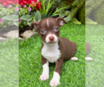 Puppy Puppy 8 Chihuahua