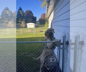 Mastiff Puppy for sale in MILTON, WI, USA
