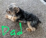 Small Photo #9 Yorkshire Terrier Puppy For Sale in EAST LAYTON, UT, USA