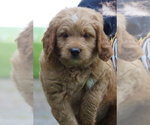 Small #1 Goldendoodle (Miniature)