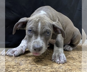 American Bully Puppy for sale in GRANDVIEW, TX, USA