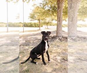 Queen - Female Labrador Retriever-Unknown Mix Dog for Adoption - Photo #6