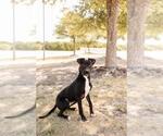 Small #5 Labrador Retriever Mix