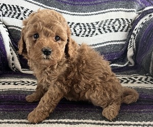 Medium Cavapoo