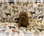 Small Photo #5 Poodle (Toy) Puppy For Sale in WINSTON SALEM, NC, USA