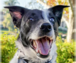 Small Collie Mix
