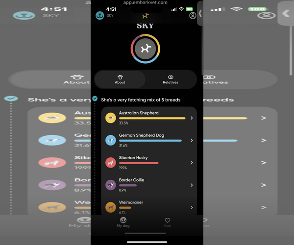 Medium Photo #5 Australian Shepherd-German Shepherd Dog Mix Puppy For Sale in Lake Elsinore, CA, USA