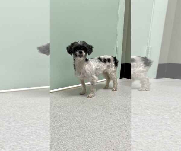 Medium Photo #4 Shih Tzu Puppy For Sale in Weston, FL, USA