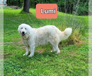 Mother of the Great Pyrenees puppies born on 05/06/2025
