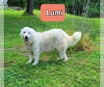 Small Photo #1 Great Pyrenees Puppy For Sale in SCOTTSVILLE, KY, USA