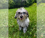 Small #5 Cavapoo (Miniature)