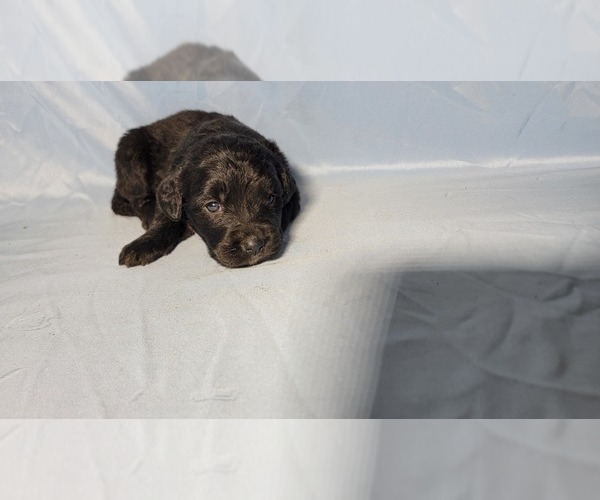 Medium Photo #7 Golden Mountain Dog Puppy For Sale in BLACK FOREST, CO, USA