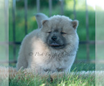 Small #8 Chow Chow