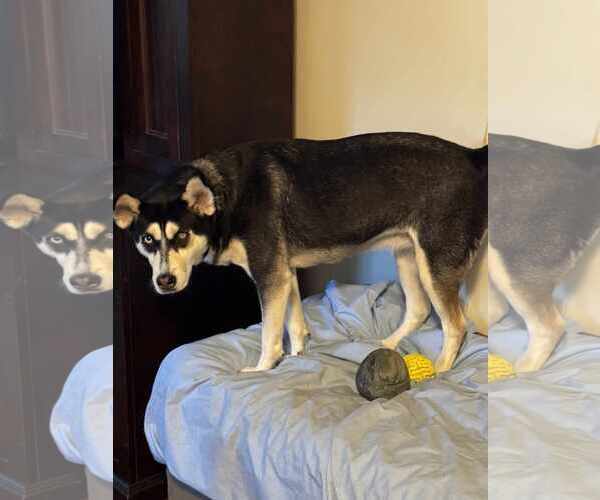 Medium Photo #1 Siberian Husky-Unknown Mix Puppy For Sale in Holly Springs, NC, USA